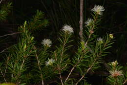 Sivun Melaleuca gnidioides Brongn. & Gris kuva