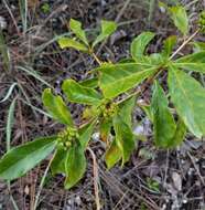 Image de Morinda royoc L.