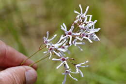 Image de Ceropegia rubella (E. Mey.) Bruyns