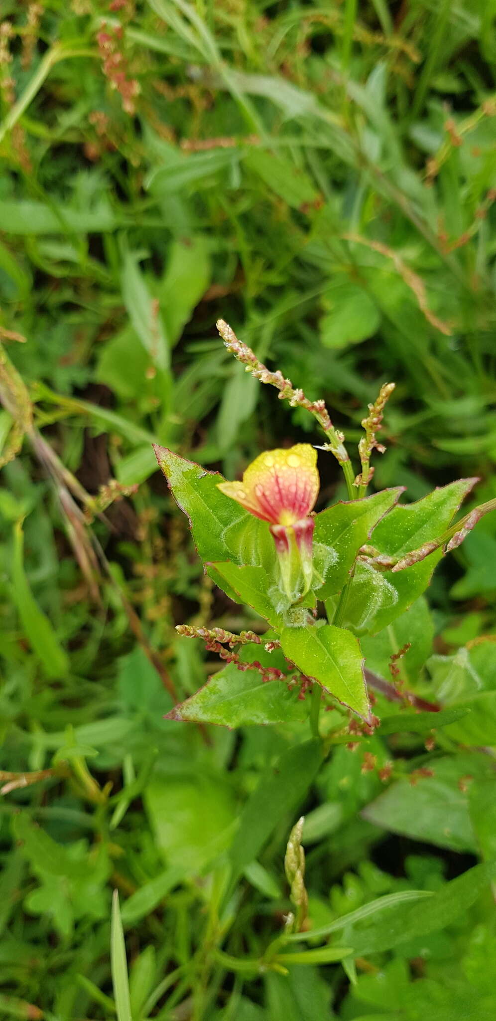 Oenothera epilobiifolia subsp. cuprea (Schltdl.) P. H. Raven & D. R. Parn.的圖片