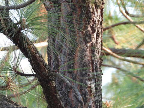 Image of Michoacán Pine