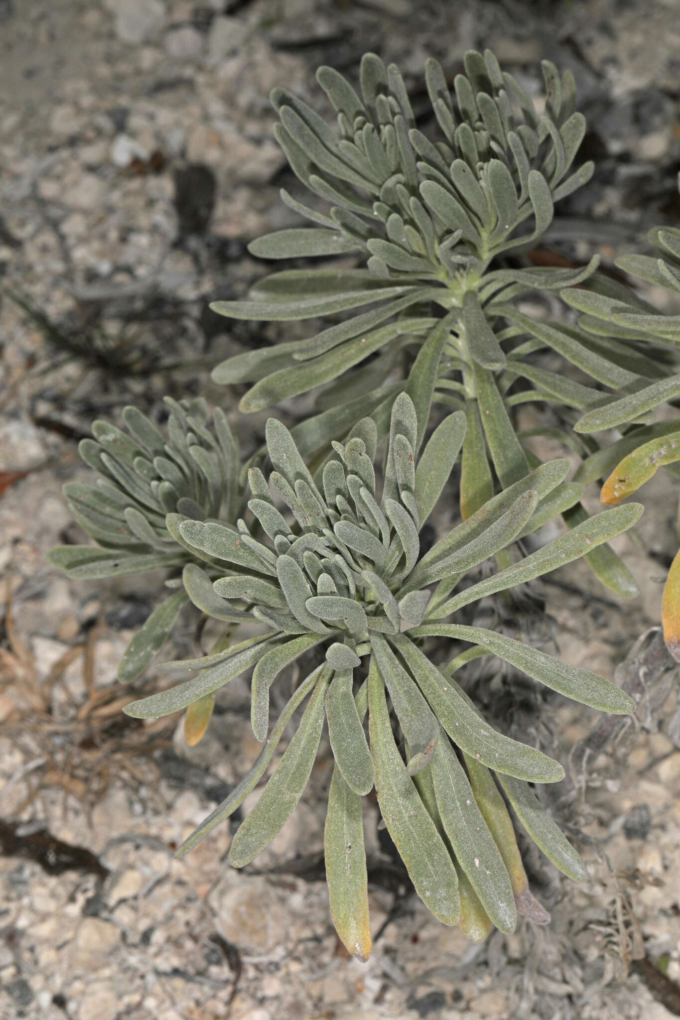 Tournefortia gnaphalodes (L.) R. Br.的圖片