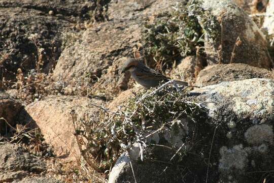 Image of Socotra Sparrow