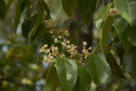 Image of Scolopia crenata (Wight & Arn.) Clos