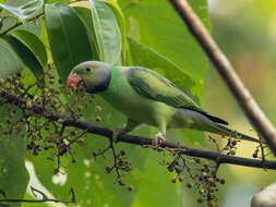 Image of Emerald-collared Parakeet