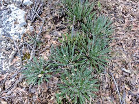 Image of smallflower century plant