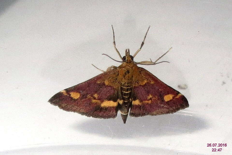 Image of Mint moth