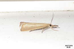 صورة Agriphila straminella