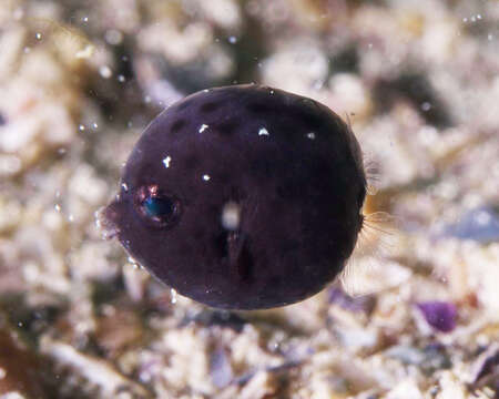 Image of Blue boxfish