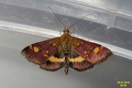 Image of Mint moth