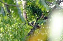 Image of Buff-bellied Puffbird