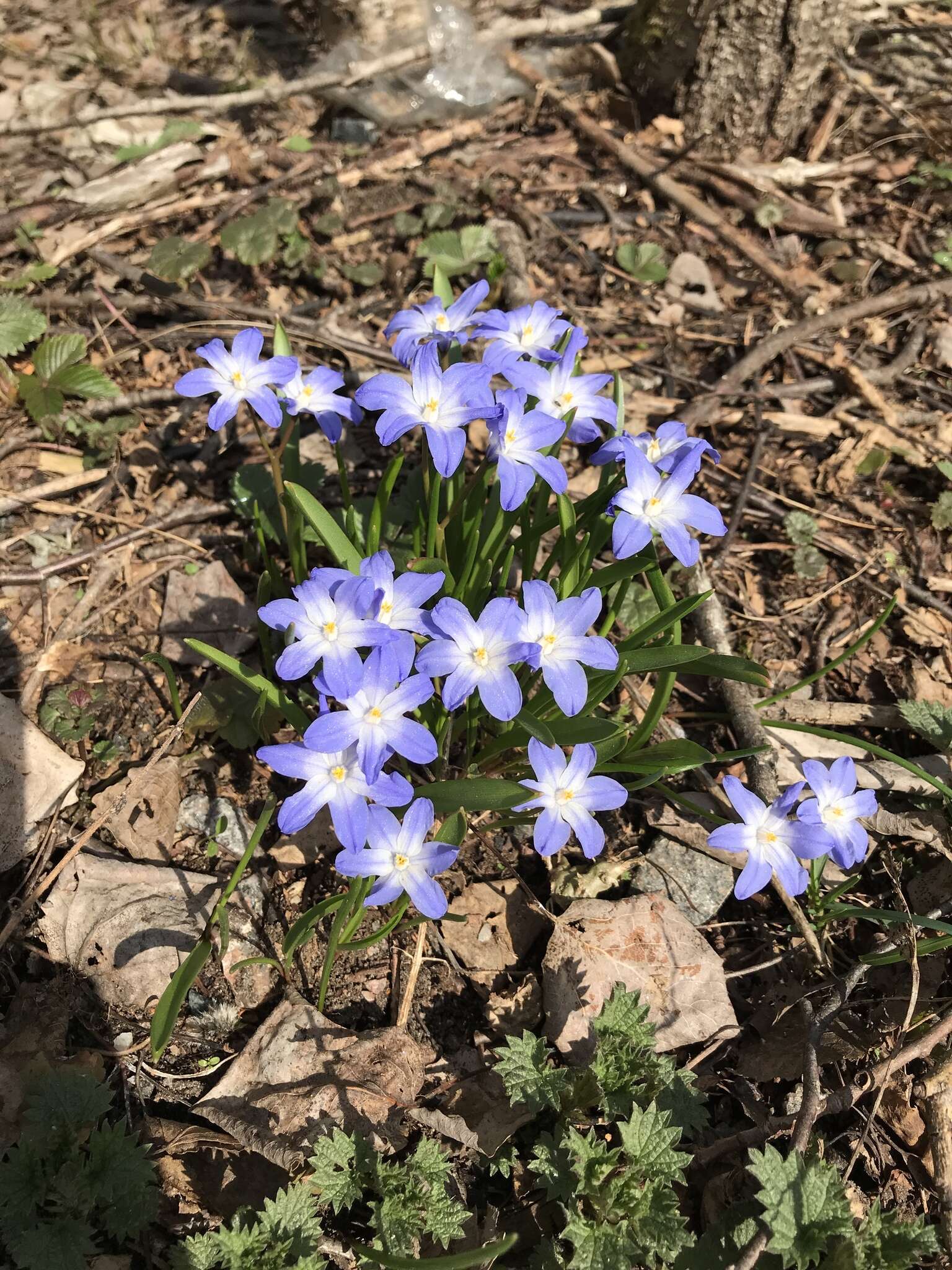 Image de Scilla luciliae (Boiss.) Speta