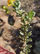 Image of Euryops imbricatus (Thunb.) Less.