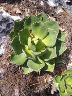 Image of Chamula agave