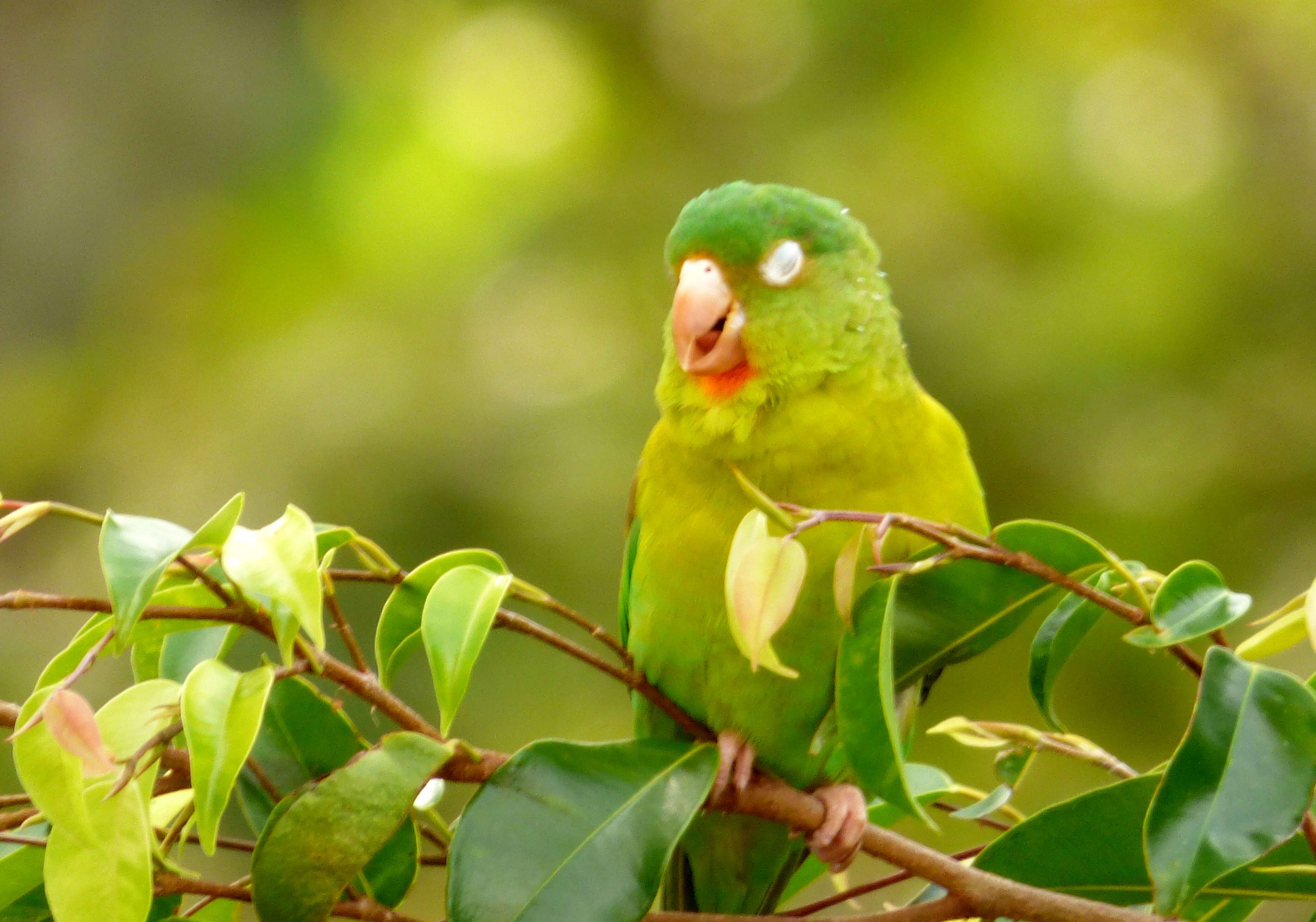 Image of Orange-chinned Parakeet