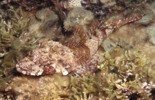 Image of Rock flathead