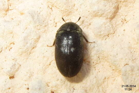 Image of Fur beetle