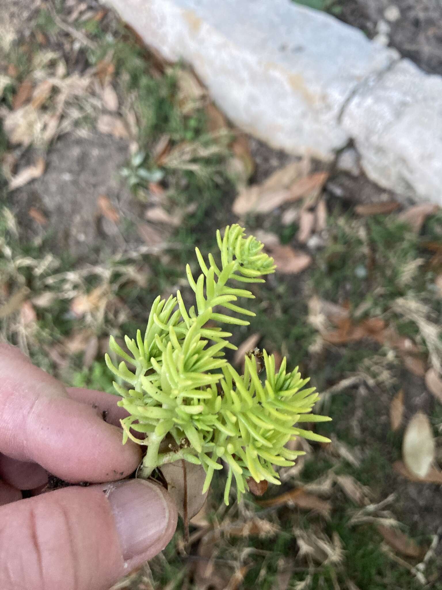 Слика од Sedum mexicanum Britton