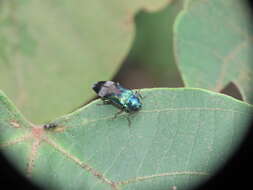 Coraebus hastanus ephippiatus Théry 1938 resmi