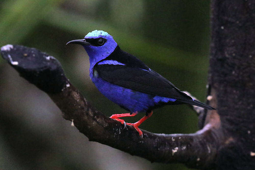 Image of Cyanerpes cyaneus carneipes (Sclater & PL 1860)