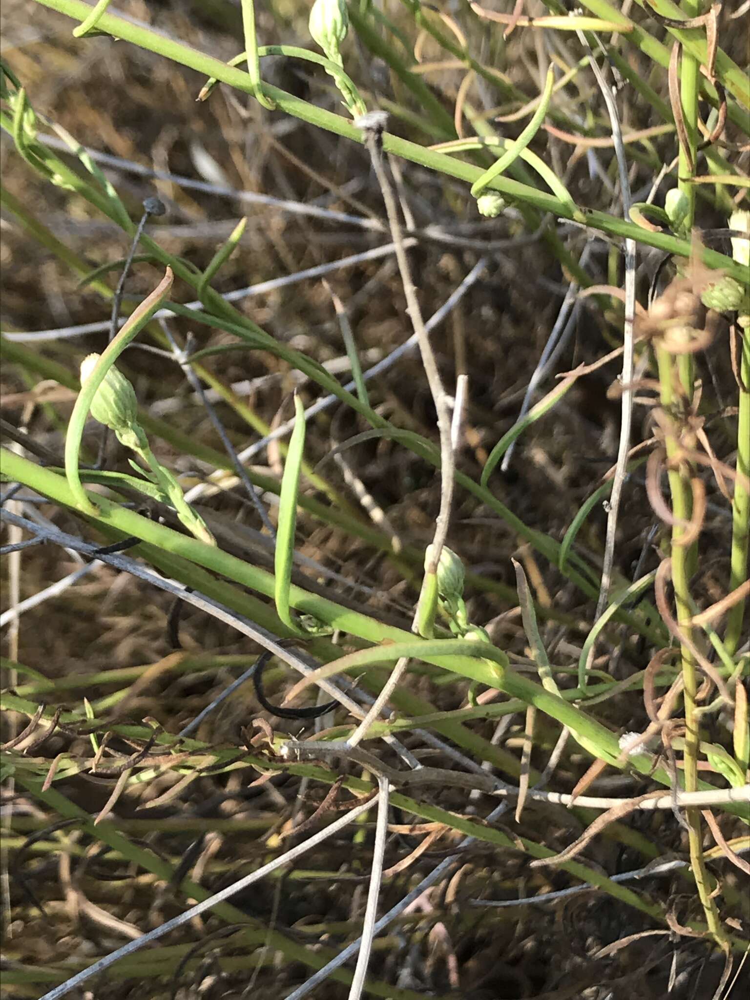 Image of Malibu baccharis