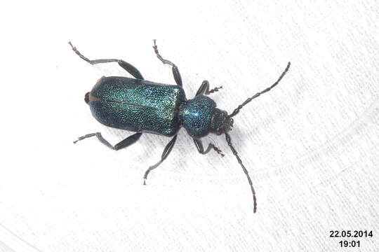 Image of Violet Tanbark Beetle