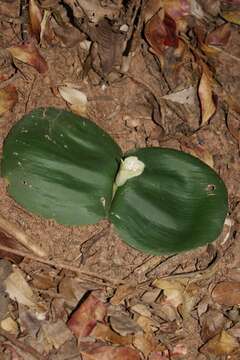 Imagem de Haemanthus deformis Hook. fil.