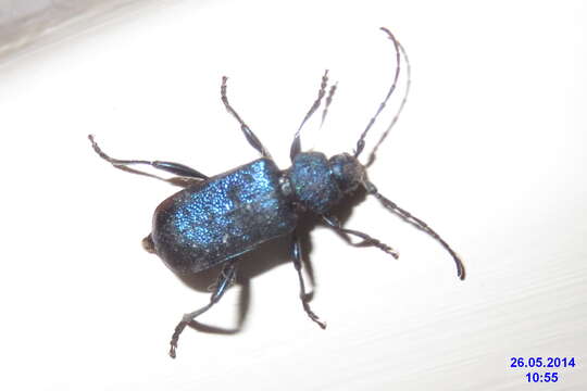 Image of Violet Tanbark Beetle