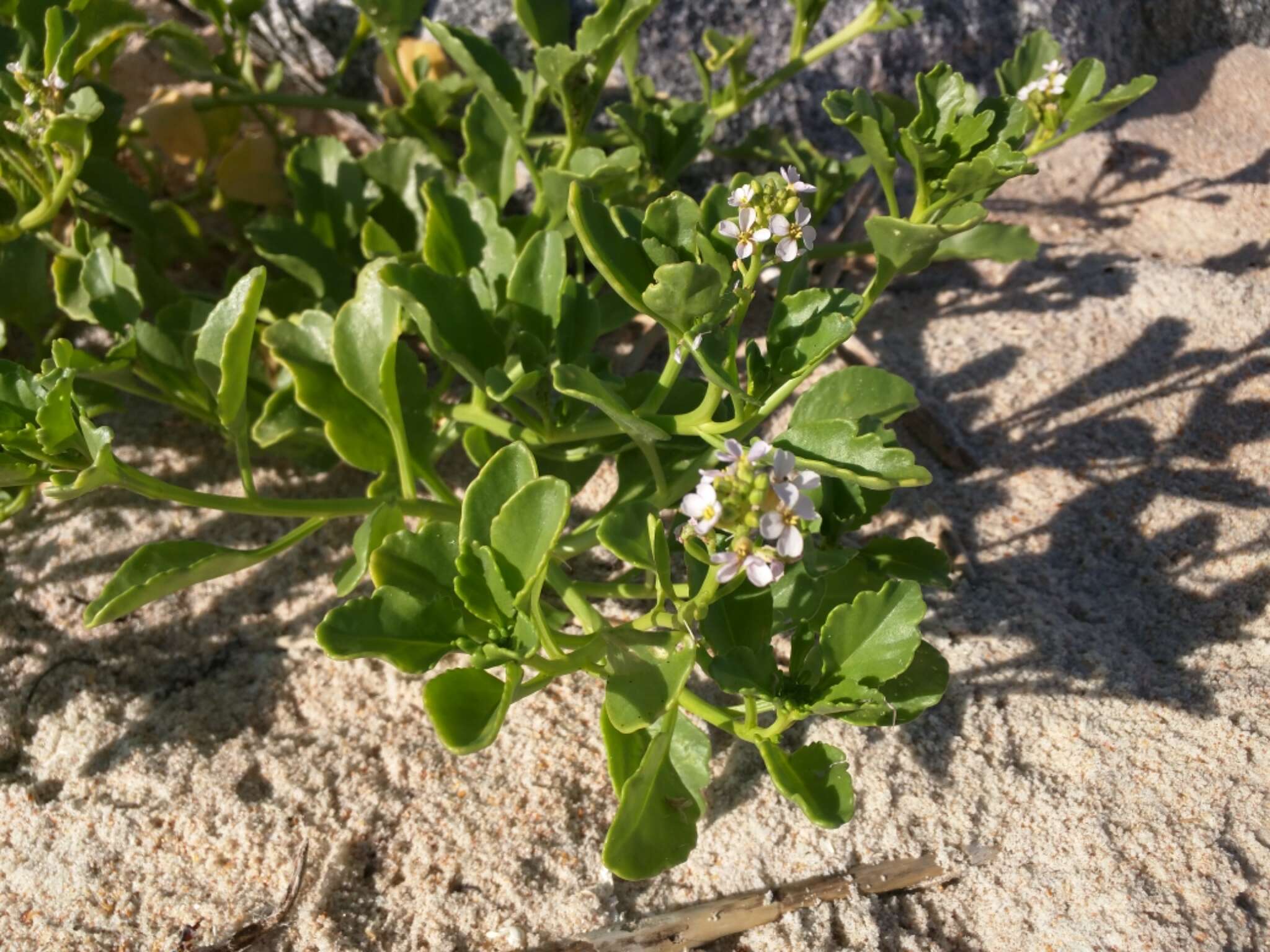 Image de Cakile lanceolata (Willd.) O. E. Schulz