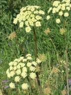 Image of Jakutsk snowparsley