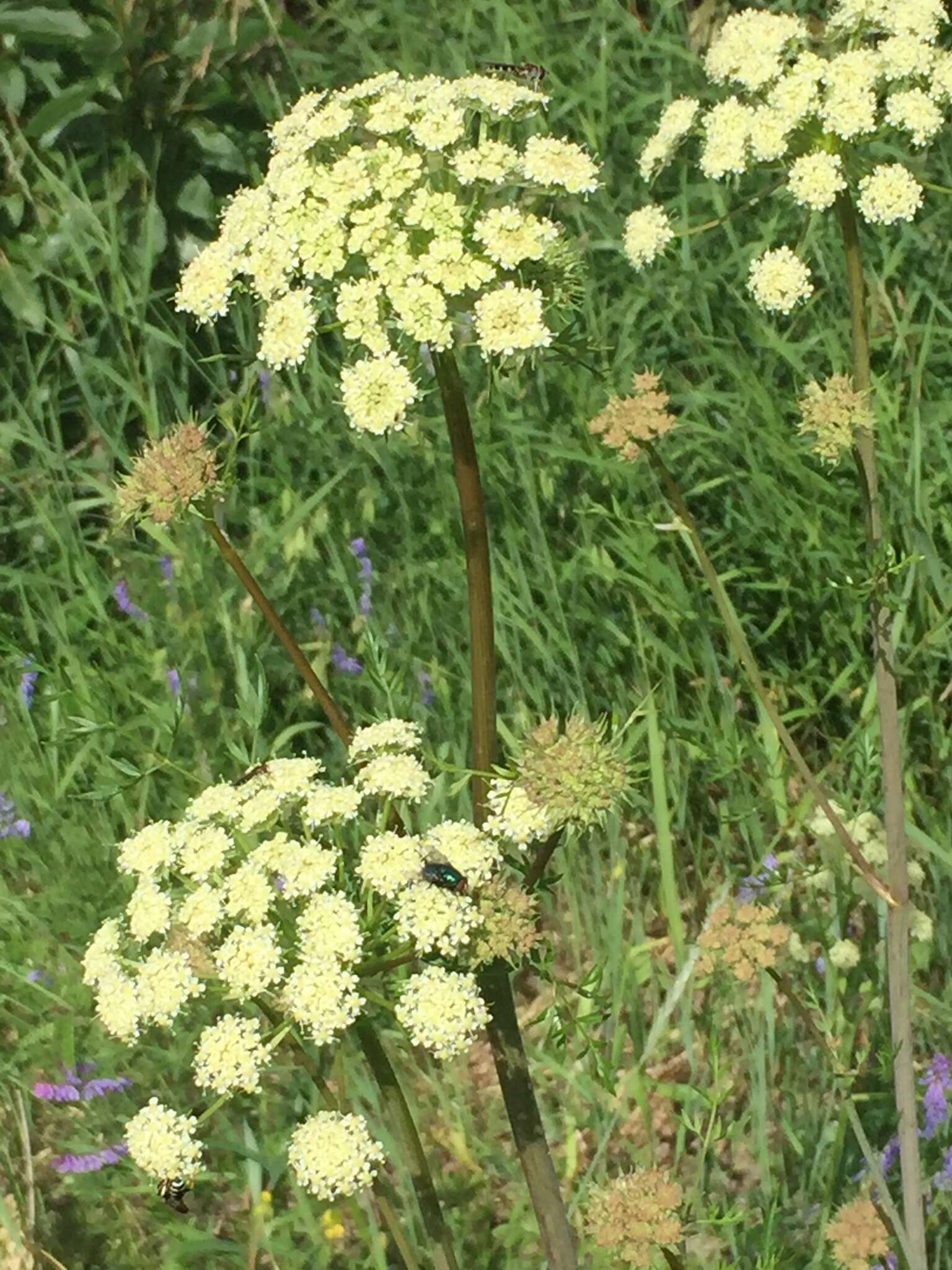 Image of Jakutsk snowparsley