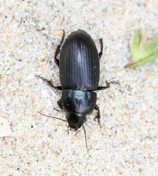 Image of Harpalus (Harpalus) serripes (Quensel ex Schönherr 1806)