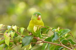 Image of Orange-chinned Parakeet