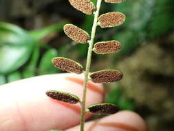 Bolbitis appendiculata (Willd.) Iwatsuki resmi