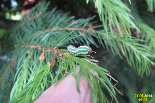 Image of European Spruce Sawfly