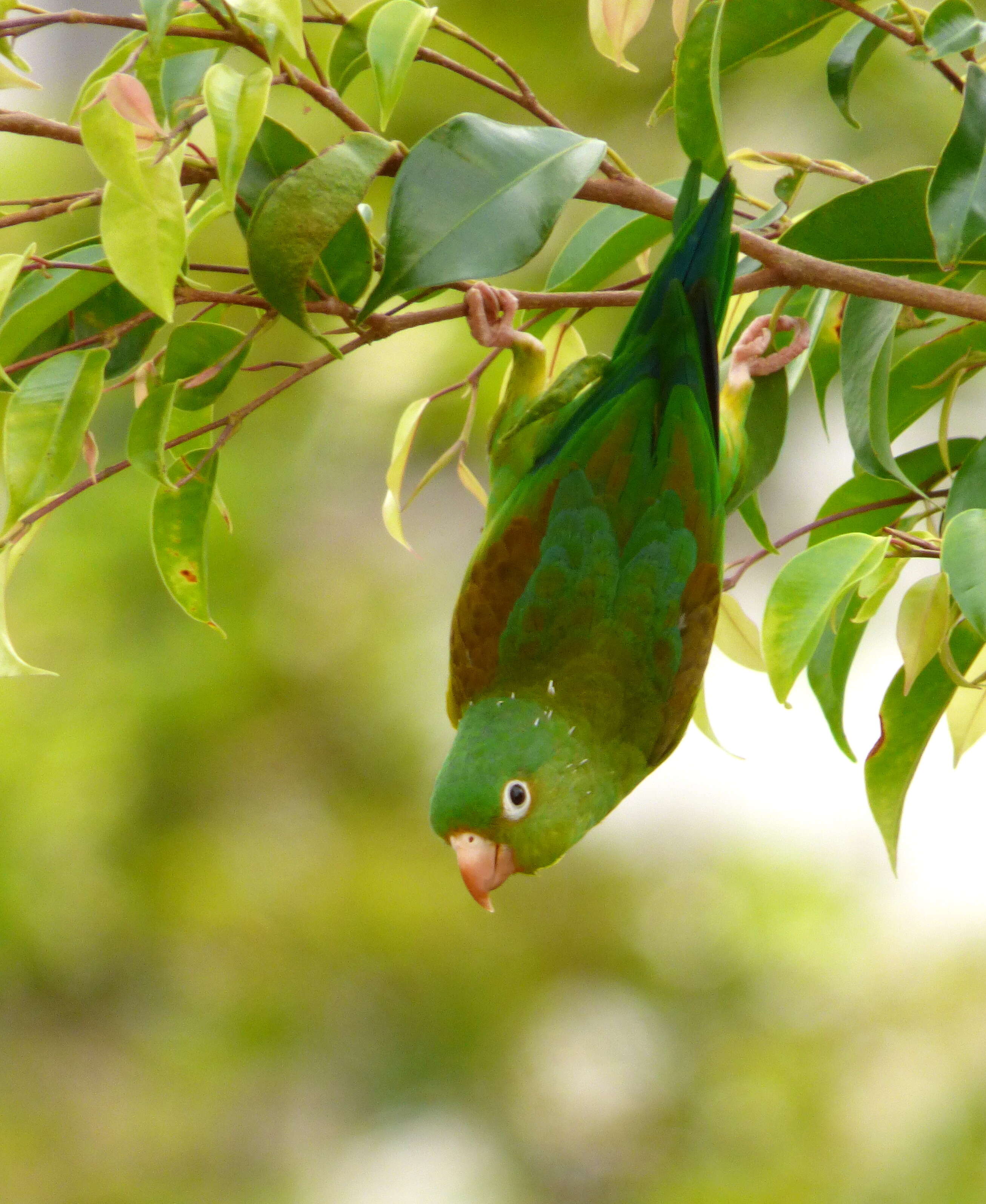 Image of Orange-chinned Parakeet