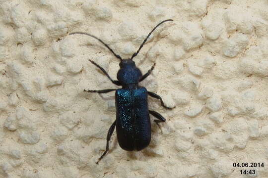 Image of Violet Tanbark Beetle