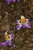 Imagem de Schizanthus porrigens subsp. porrigens