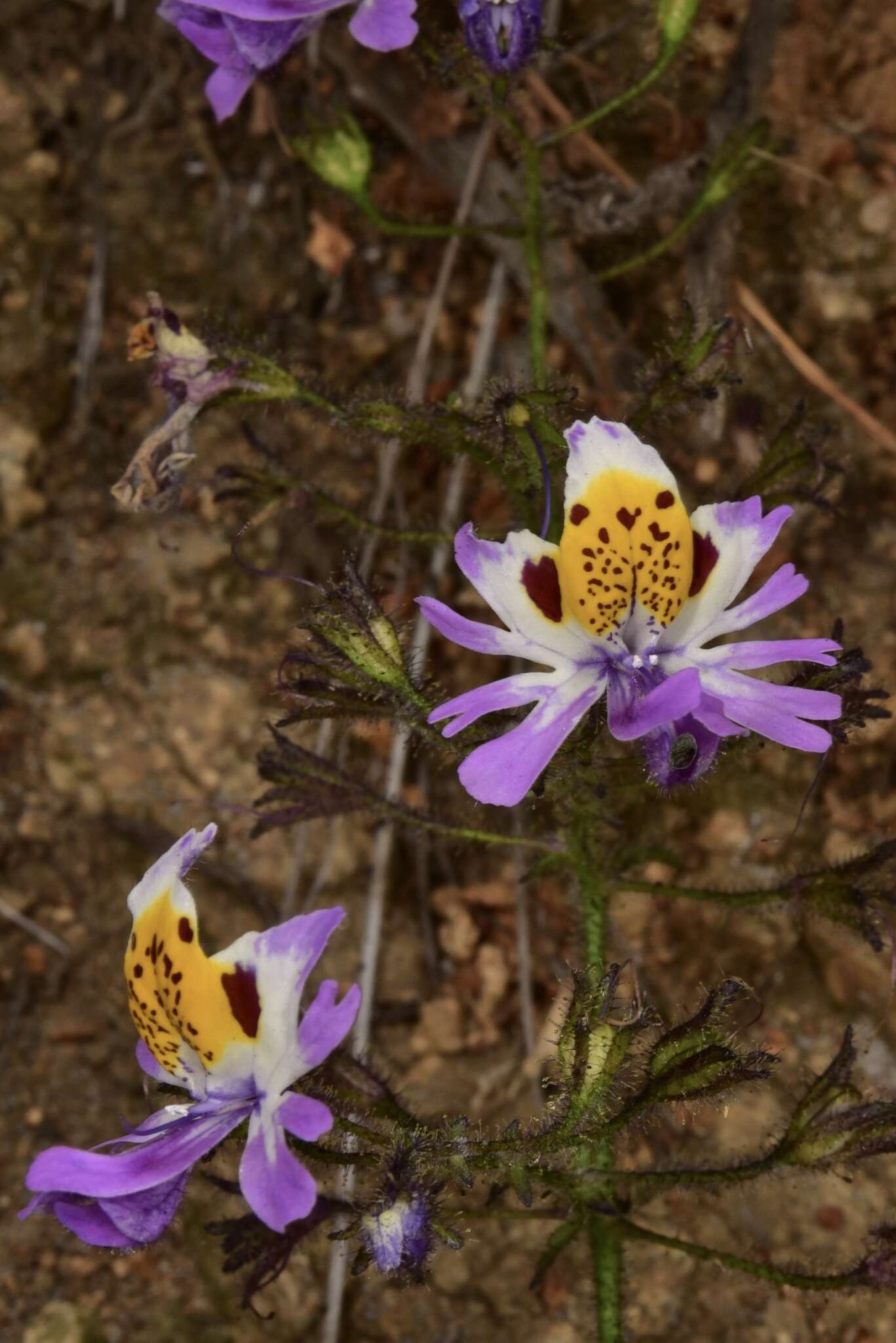 Image of Schizanthus porrigens subsp. porrigens