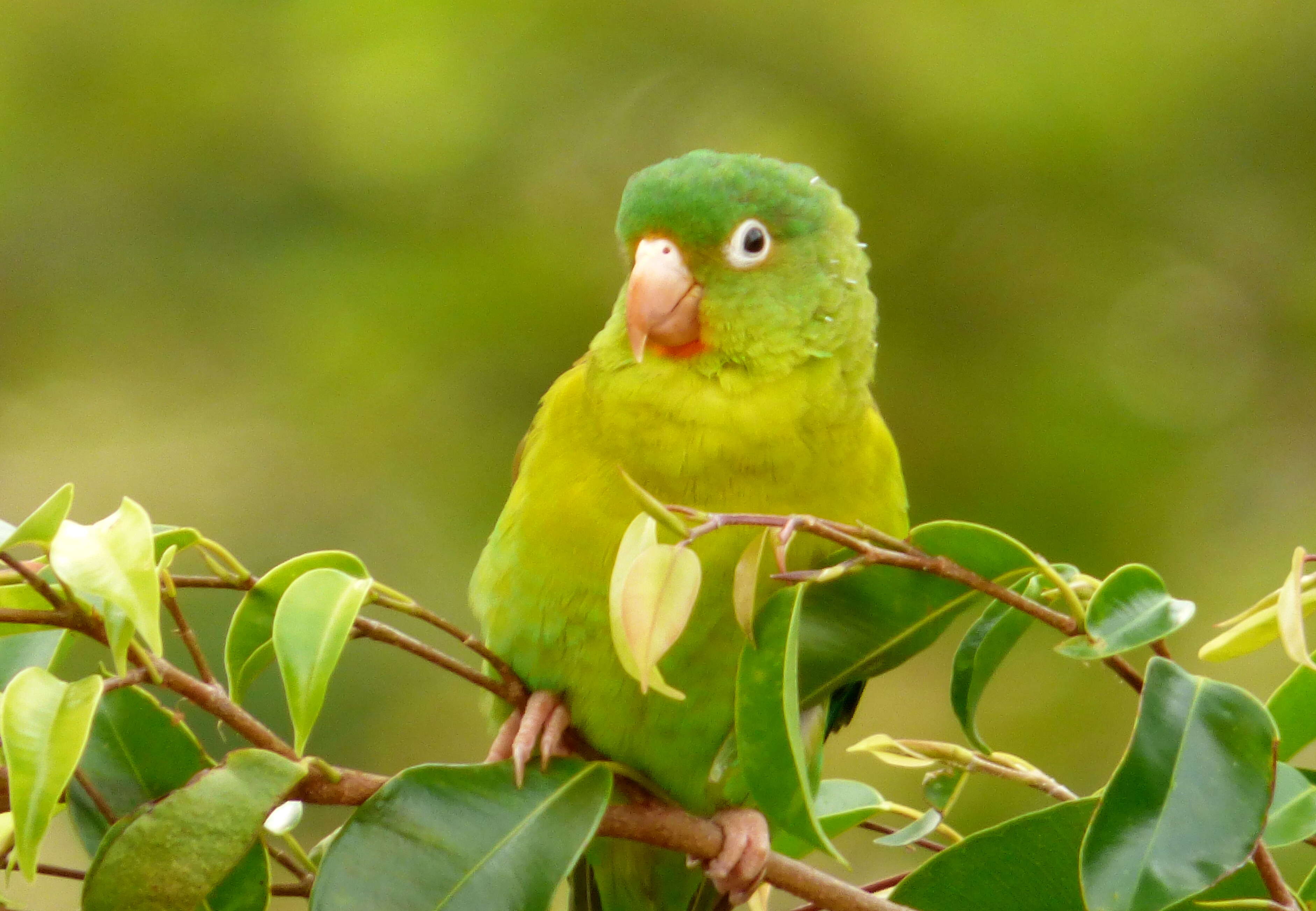 Image of Orange-chinned Parakeet