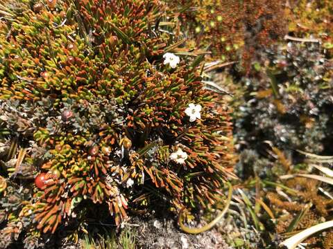 Image de Dracophyllum politum (Cheesem.) Cockayne