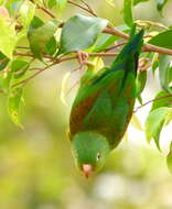 Image of Orange-chinned Parakeet