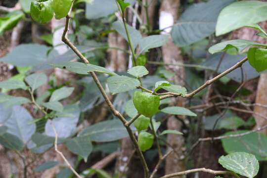 Image of Physalis campechiana L.