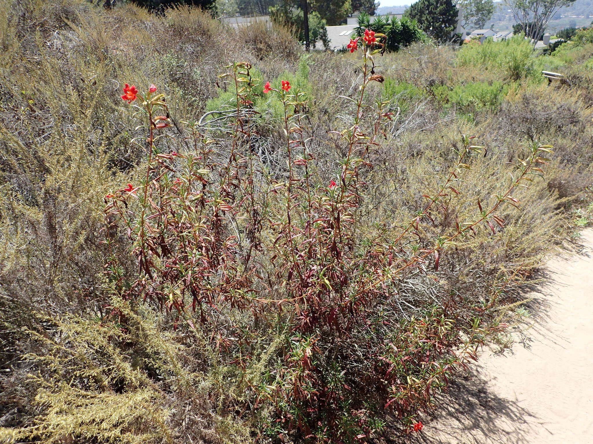 Image of red bush monkeyflower