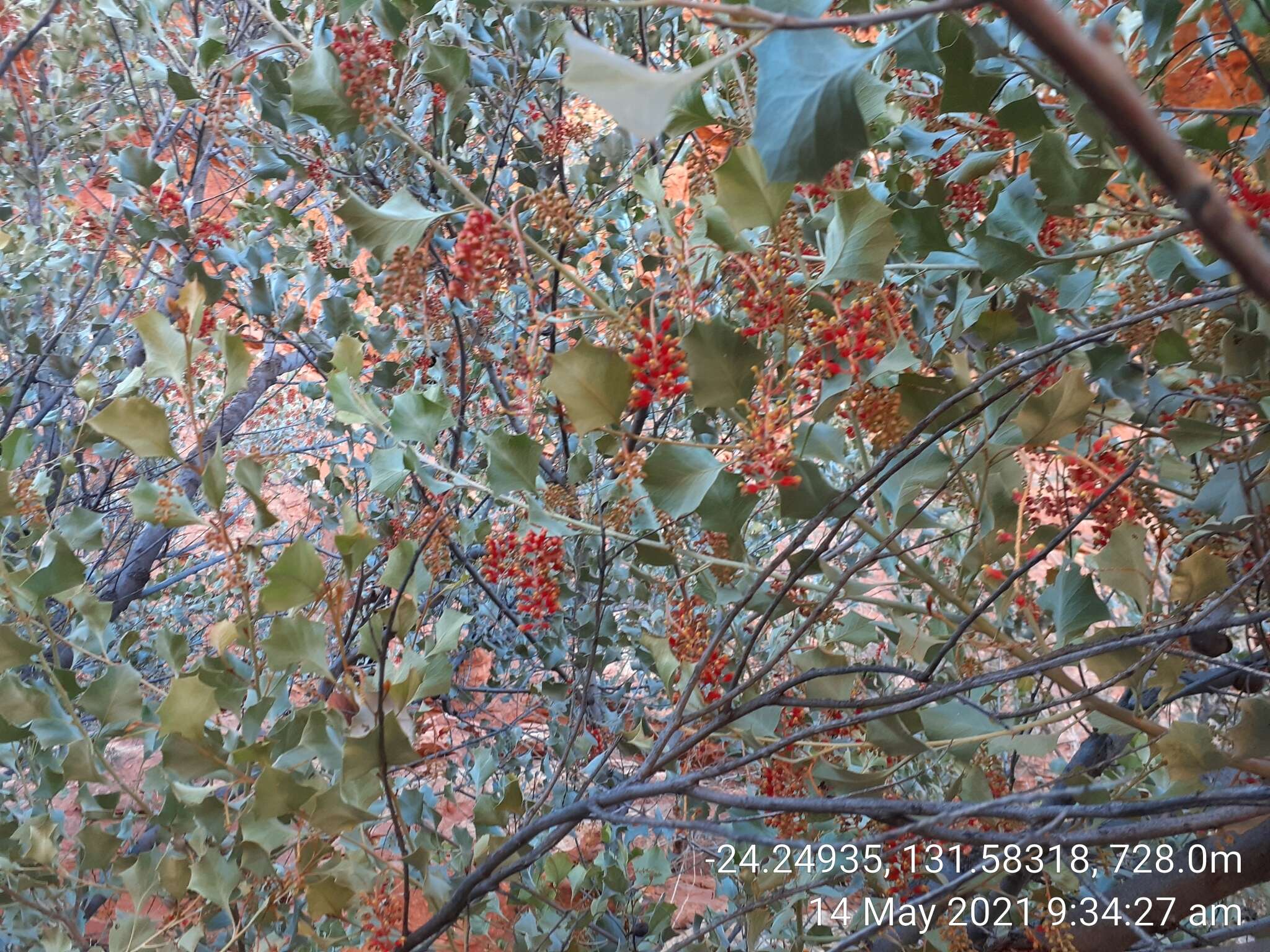 Image of Grevillea wickhamii subsp. aprica Mc Gill.