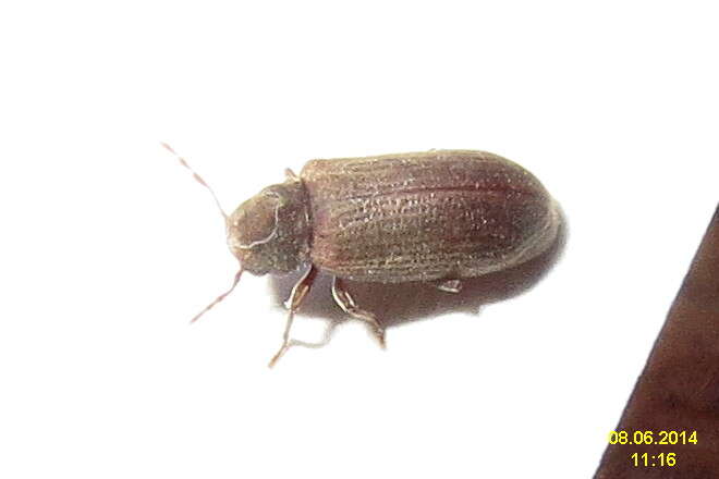 Image of furniture beetle