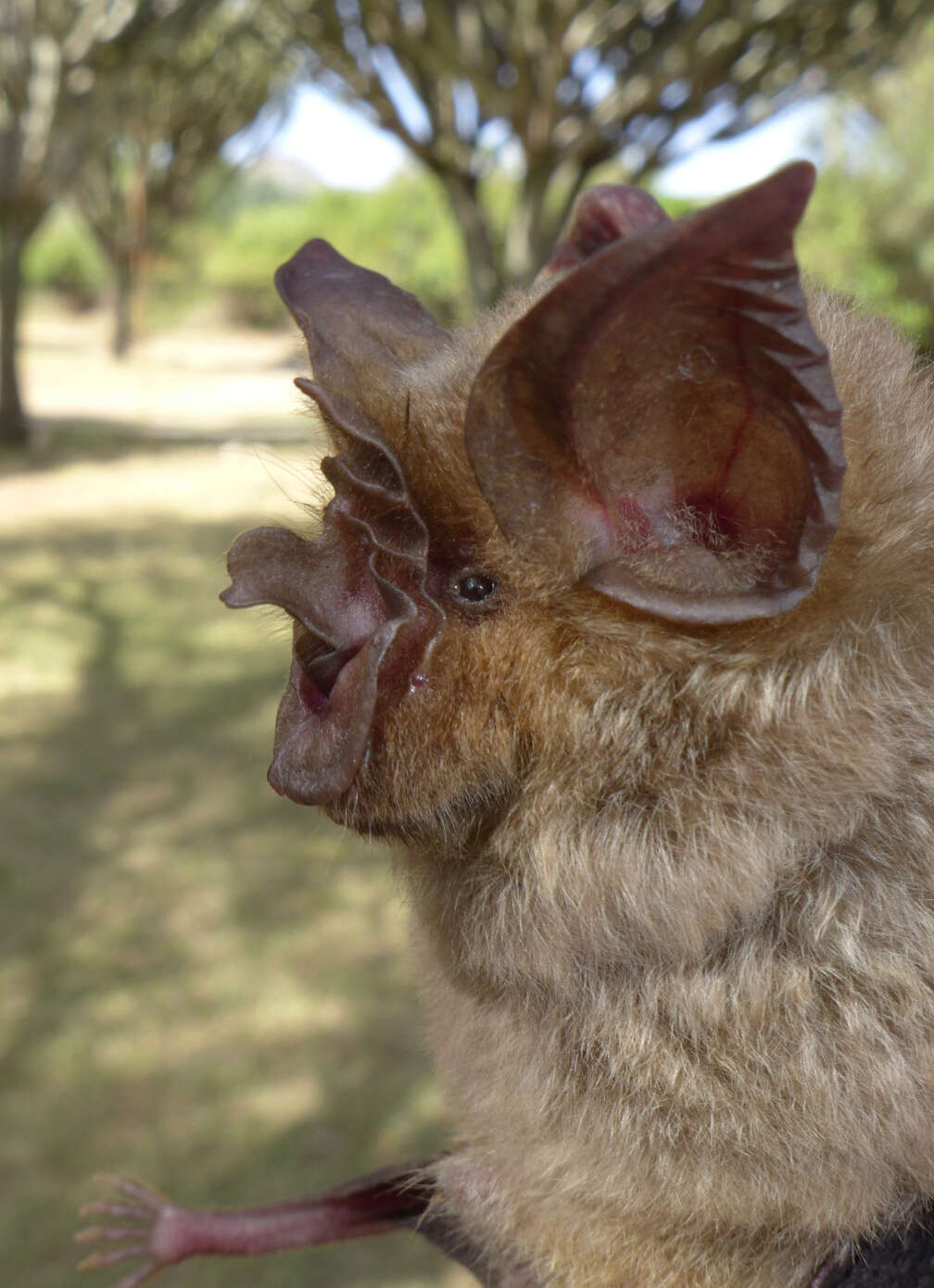 Image of Eloquent Horseshoe Bat