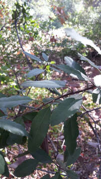 Image of toyon