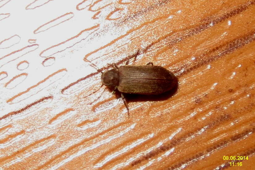 Image of furniture beetle