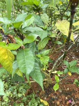 Image of Gardenia nitida Hook.